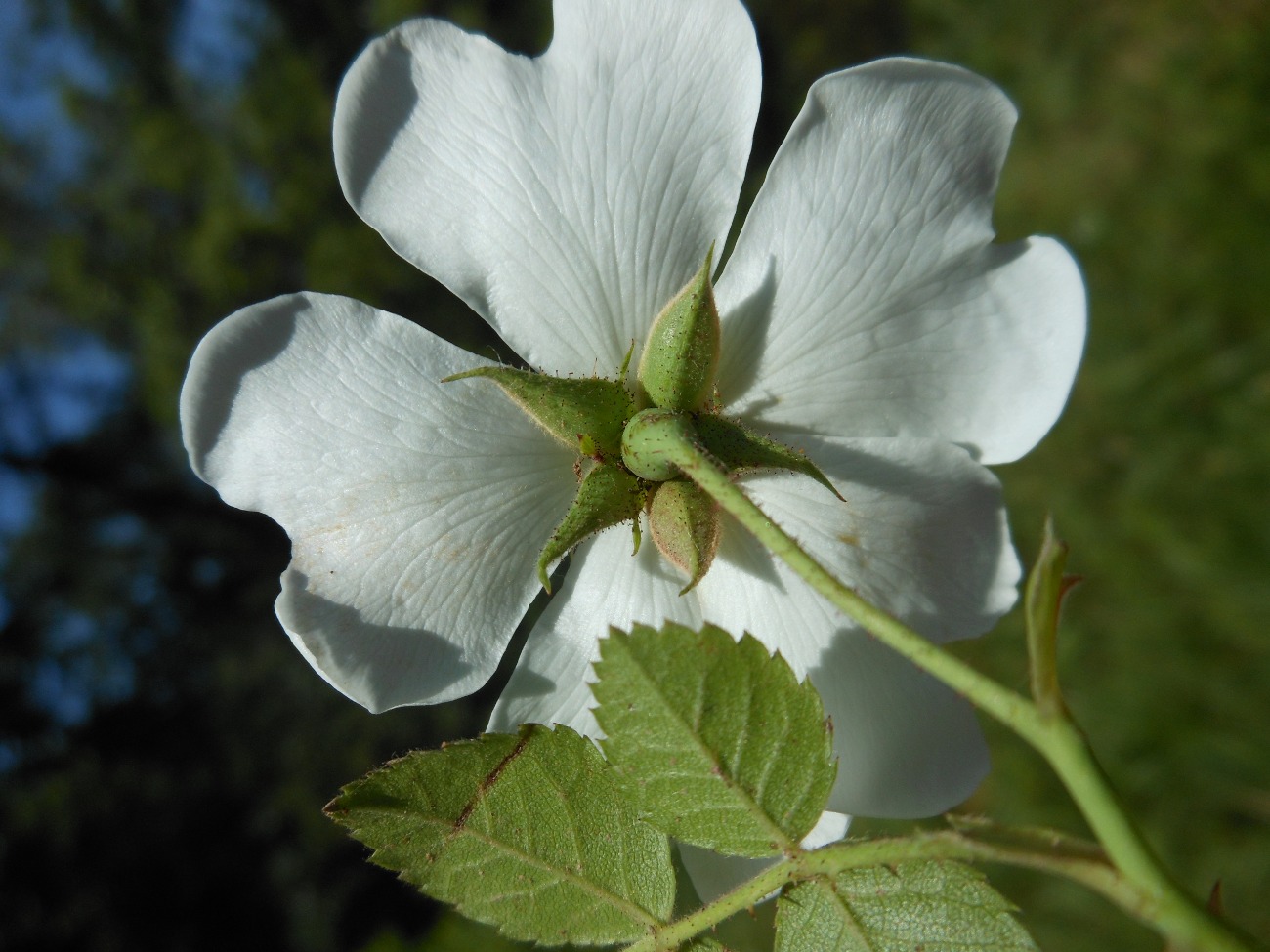 Rosa arvensis Huds. / Rosa cavallina